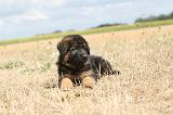 BERGER ALLEMAND 337